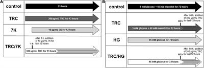 Monoclonal anti-endoglin antibody TRC105 (carotuximab) prevents hypercholesterolemia and hyperglycemia-induced endothelial dysfunction in human aortic endothelial cells